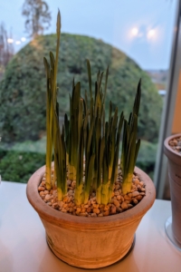 Forcing is the process of speeding up a bulb’s development by simulating the conditions of winter and spring - it's a way of fooling Mother Nature and tricking the bulb to bloom before its natural time. These paper whites were started last month and they're developing so beautifully.