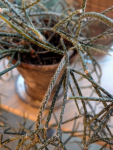Displayed on its own or with other specimens, rhipsalis plants always get lots of attention.