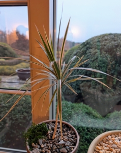 Dracaena has strap-like leaves that emerge in a fountain-like cluster from a thick woody stem. This plant can grow as much as six feet in height when grown as a potted plant. In outdoor settings, it has been known to grow up to 20 feet.