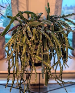 If you like growing plants, but don’t really have a lot of time to care for them, consider growing succulents. Succulents, which includes the cactus family, require very little maintenance. These plants are able to survive prolonged drought because they store moisture in their fleshy stems, roots, and leaves.