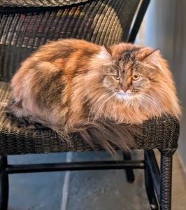 And look who is watching all the redecorating. It's Lilium, my brown Persian longhaired cat. She is one of four cats that live with me in my Winter House.