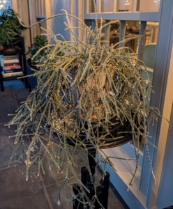 Rhipsalis specimens have long, trailing stems making them perfect choices as indoor hanging plants.