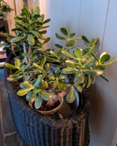 On the other side of the porch is a jade plant, Crassula ovata - another popular succulent characterized by its thick, woody stems and shiny, oval shaped leaves. It's well known for its ease of care - it can live for many years if maintained properly.
