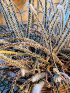 Also known as chain cactus or mistletoe cactus, the thread-like succulent stems on the cactus are narrow, green and in can grow several feet long.
