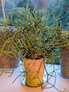 Some of the plants here right now include this potted rhipsalis. It is native to the rainforests of South America, the Caribbean and Central America. Rhipsalis is a cacti genus with approximately 35 distinct species. I have many types of rhipsalis growing in my greenhouse.