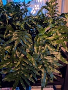 On one end, I have these potted Monarch ferns. They are tropical ferns native to the Western Pacific Rim and loved for their glossy, green foliage.