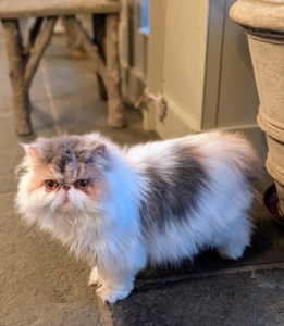 And this is Dahlia, a dilute calico Persian. My cats love to lounge in this enclosed porch.