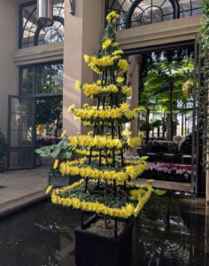 Another artistically trained chrysanthemum is this pagoda form. This is grown with cascade chrysanthemums, 'Early Seiko.'