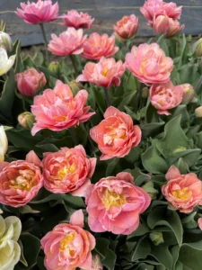 'Pink Cameo' produces full, double blooms in soft pink tones with warm apricot highlights. (Photo courtesy The Flowerhat)