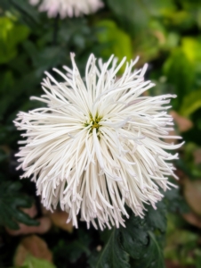 In contrast is the Class 10 Quill 'King's Delight.' The quill mums have needle-like petals that resemble quills. These flowers grow upright on strong stems reaching about 12 to 18 inches tall.