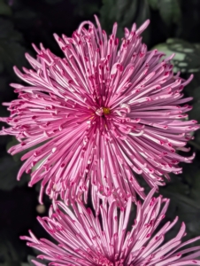 And look at this gorgeous Quill chrysanthemum - 'Seaton's Ashleigh,' a quilled purple-pink flower known to be long-lasting and weather tolerant.