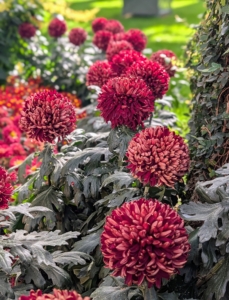 The Reflex Class chrysanthemum ;Garnet King' is one of the deepest red produced mums. It was originally introduced in 1928.