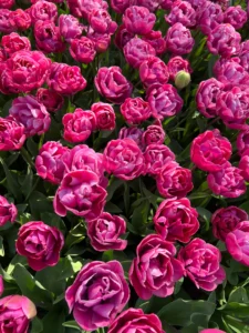 'Rosy Diamond' has double blooms in shades of rose-pink splashed with tones of magenta. (Photo courtesy The Flowerhat)
