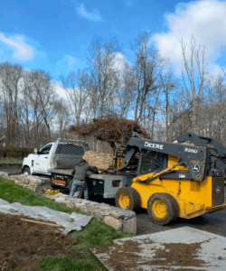 I was happy to be able to transplant this Japanese maple at my farm. Few trees are as beautiful as the Japanese maple. With more than a thousand varieties and cultivars including hybrids, the iconic Japanese maple tree is among the most versatile small trees for use in the garden. Here it is getting loaded up onto a flatbed. truck at its original home.