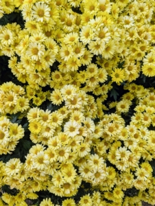 'Satomi Orange' is a Semi-Double chrysanthemum with erect woody-based stems and aromatic flowers in a rusty orange yellow.