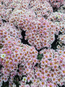 Single and Semi Double Mums are members of Class 7. This mum is called 'Two-Tone Pink.'
