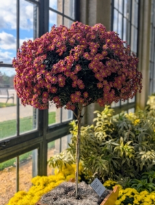 And this one is 'Firechief' - an artistically trained standard form with cascade chrysanthemums.