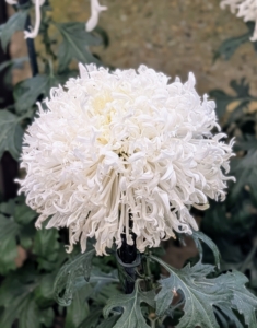 'Icicles' is another unique variety known for its dark green foliage and waxy, mop-head white flowers.