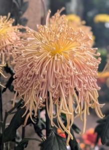 Spider chrysanthemums look just as its class name implies. These mums have tubular ray florets that sometimes coil or hook at the ends. This cultivar is 'Kishi-no-Nishi.'