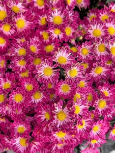 This Spoon Class chrysanthemum has petals that are spoon-shaped with cupped edges. They typically come in pink, red, white, and yellow. This variety is called 'Mary1.'