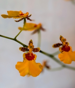 The size of orchids depends on the species. They can be quite small or very large. However, every orchid flower is bilaterally symmetric, which means it can be divided into two equal parts.