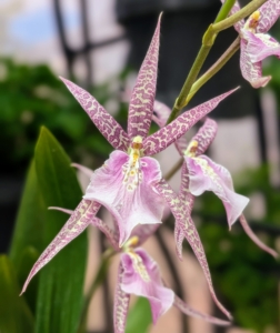 And this is x Bratonia Charles M. Fitch 'Izumi,' with star-shaped flowers adorned with purple petals and a purple lip.