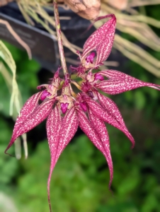 This unique specimen is Bulbophyllum rothschildianum 'Red Chimney' with large deep red umbells that emerge in late October to November. Bulbophyllum orchids have fringed petals, glossy textures and sometimes unique scents.