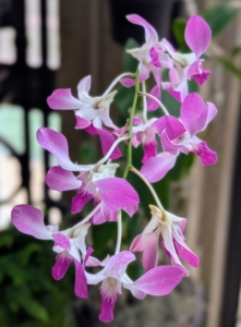 Another beautiful orchid is the Dendrobium Jaquelyn Thomas 'Uniwai Supreme.' This hybrid is part of a group of Jaquelyn Thomas orchids developed and cloned at the Universiry of Hawaii in the 1970s. The 18 to 24 inch flower spikes are topped with spoon shaped flowers in white, purple and pink.
