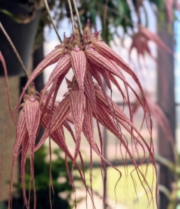 Bulbophyllum Elizabeth Ann 'Buckleberry' stands out with its long drooping flowers and unique striped pattern.