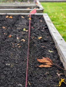 Landscape string is secured at one end to ensure the rows are perfectly straight. This is a guide for all the other rows in the bed. Ryan already determined how many rows would fit in this bed and how many garlic cloves would be planted in each row.