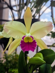 This hybrid x Rhyncholaeliocattleya Greenwhich 'Elmhurst' is bright creamy yellow with a bold purple lip edge. Orchids are defined by their unique flower structure, specifically the reproductive parts which are fused into a single column and distinguishes them from other flowering plants.
