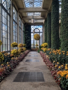 Try to visit if you can. The Longwood Gardens Chrysanthemum Festival is unlike anything one can imagine. See all 66 specialty forms and learn about all the classes. These heirloom and exhibition Chrysanthemums are incredible.