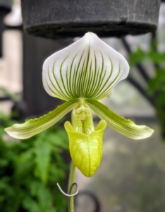 This slipper orchid, Paphiopedilum Maudiae 'Magnificum' is a unique green and white orchid with variegated leaves. It was first registered in 1900.