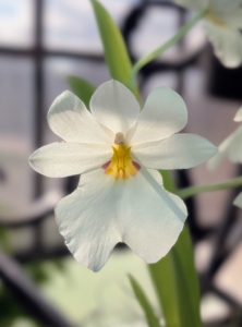 This orchid is Miltoniopsis Mary Catherine Messina. These Miltoniopsis orchids are often known as the "Pansy Orchid" due to the large, fragrant flowers. Another unique feature of the orchid is their pollen which forms sticky balls called pollinia or pollen sacs.