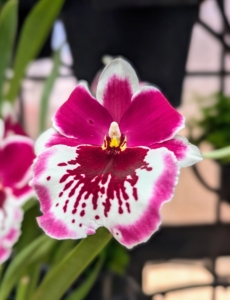 Miltoniopsis Hajime Ono 'Standing Tall' is also known for its fragrant blooms. The flowers have white and deep pink colored petals. This particular orchid variety is sensitive to drought and needs frequent watering to thrive.
