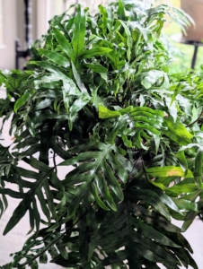 Monarch ferns thrive in consistently moist soil, bright indirect light, and high humidity.