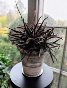 Aloe plants are considered to be some of the faster growing succulents.