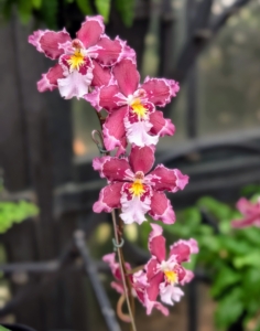 This is an Oncidium orchid, commonly known as a dancing lady orchid. These epiphytic plants are loved for their vibrant colors and unique flower shapes. This variety is Oncidium Lisa Devos.