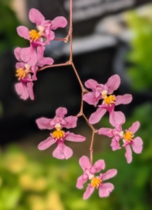 This Oncidium sotoanum is from South Mexico & Central America. The flowers are on arching to pendulous stems with numerous long-lasting, small pink flowers that are intensely fragrant.