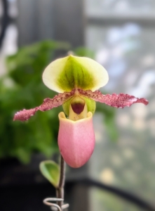 A slipper orchid, specifically the lady slipper orchid, is characterized by its slipper-shaped pouch that resembles a shoe.