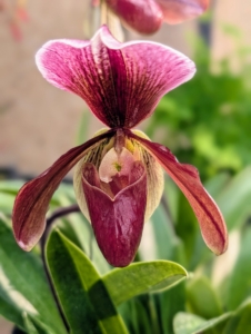 Here is a deep red slipper orchid Paphiopedilum King Arthur. These orchids thrive in bright, indirect light in temperatures from 65-degrees Fahrenheit to 80-degrees Fahrenheit whether indoors or out.