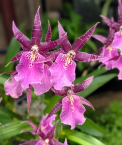 This orchid is x Bratonia Pelican Lake 'Talisman Cove' - an interesting hybrid created in 1988. These hybrids are loved by orchid enthusiasts because of their unique and vibrant colors.