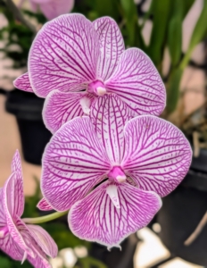This Phalaenopsis is Chi Yueh Four Peace. Notice, it features a third petal instead of a lip, which makes it rare and more sought-after by growers.