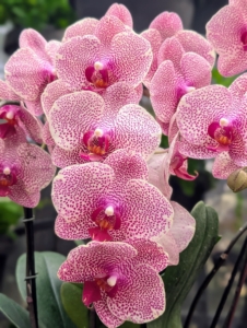 Phalaenopsis I-Hsin Sesame 'OX1178' has fine red spots on white to cream colored petals. Phalaenopsis orchids are also called moth orchids and known for their long-lasting flat blooms.