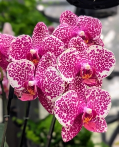 Phalaenopsis OX Red Sesame 'OX1699' features a charming blend of delicate and vibrant red and white blooms.