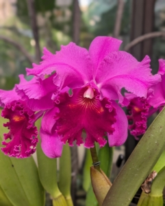 Cattleya orchids are known for their large, fragrant flowers. This is x Rhyncholaeliocattleya Star of Bethlehem 'Tall Oaks.' It is an orchid hybrid from 1976.