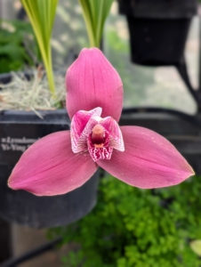 Another hybrid is x Lysudamuloa Yi-Ying Sakura. Many hybrid orchids are easier to care for than their parent species making them very popular for growers and orchid enthusiasts.