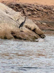 During our five hour long visit to the lake, we saw this beautiful heron, a long-legged wading bird characterized by its S-shaped neck which helps in catching its prey from a standstill.