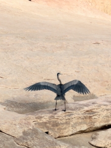 A heron's wings are long and broad, allowing them the necessary lift for strong and fast flight. The wingspan of a Great Blue Heron can reach more than six feet.