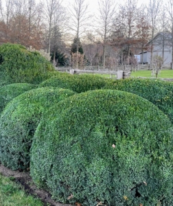 I have hundreds of boxwood shrubs, Buxus, growing on my property. I use boxwood in borders and hedges, as privacy screens, as accent plants in my formal gardens, and of course in the long allée to my stable. Just before it gets really cold, my outdoor grounds crew begins the process of covering all the boxwood with burlap to protect them from the winter elements.